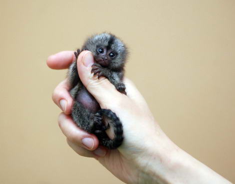 Marmoset, Monyet super Mini yang imut-imut