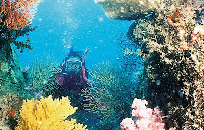 7 Tempat Diving Terindah di Indonesia