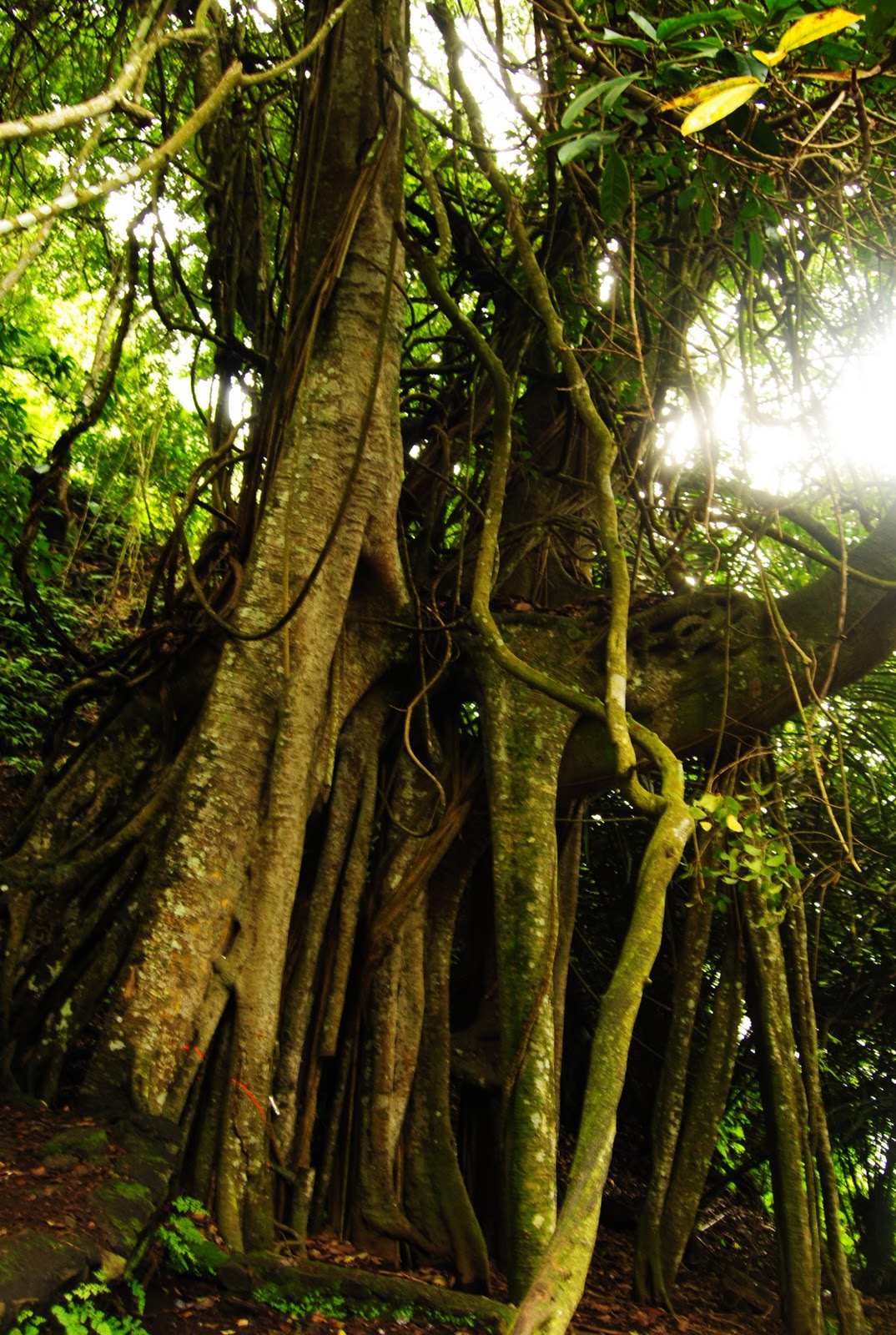 Kuburan Trunyan Kuburan Paling Ngeri Se-Bali