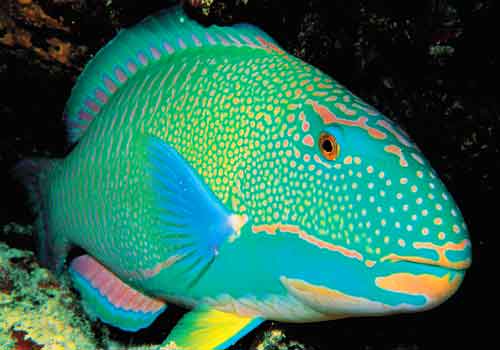 Ikan Hias Tercantik Di Dunia