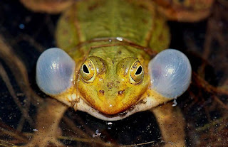 Perbedaan Kodok &amp; Katak &#91; Education &#93;