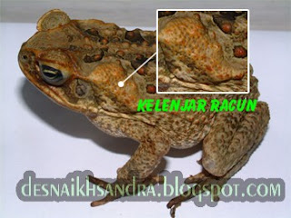 Perbedaan Kodok &amp; Katak &#91; Education &#93;