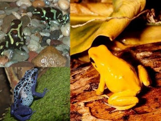 Perbedaan Kodok &amp; Katak &#91; Education &#93;