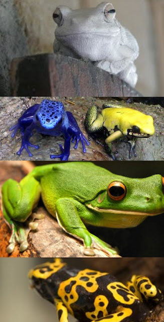 Perbedaan Kodok &amp; Katak &#91; Education &#93;