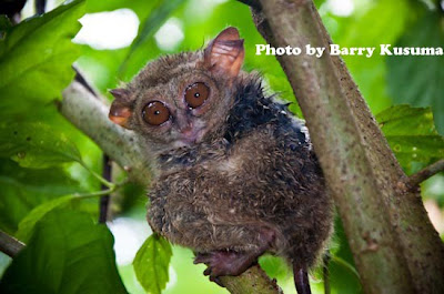 Primata Terkecil di Dunia terdapat di Indonesia