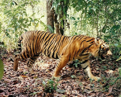 Mengenal Harimau Sumatera,Harimau Terakhir Indonesia !