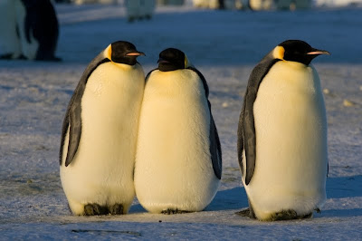 Penguin dan Jenis Jenisnya yang ada di Dunia