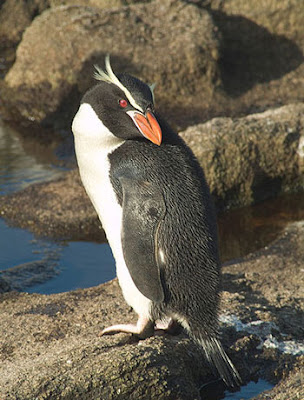 Penguin dan Jenis Jenisnya yang ada di Dunia