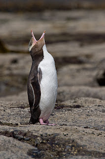 Penguin dan Jenis Jenisnya yang ada di Dunia