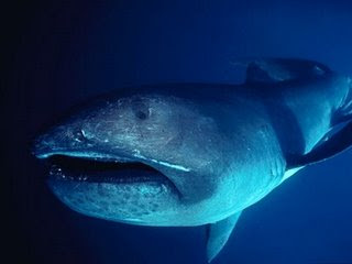 5 IKAN YANG SERAM