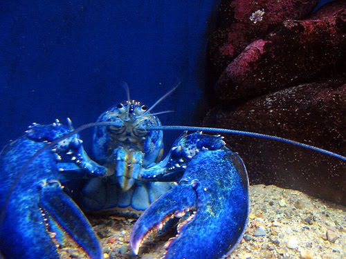 1 dari 5juta lobster terlahir dengan warna BIRU