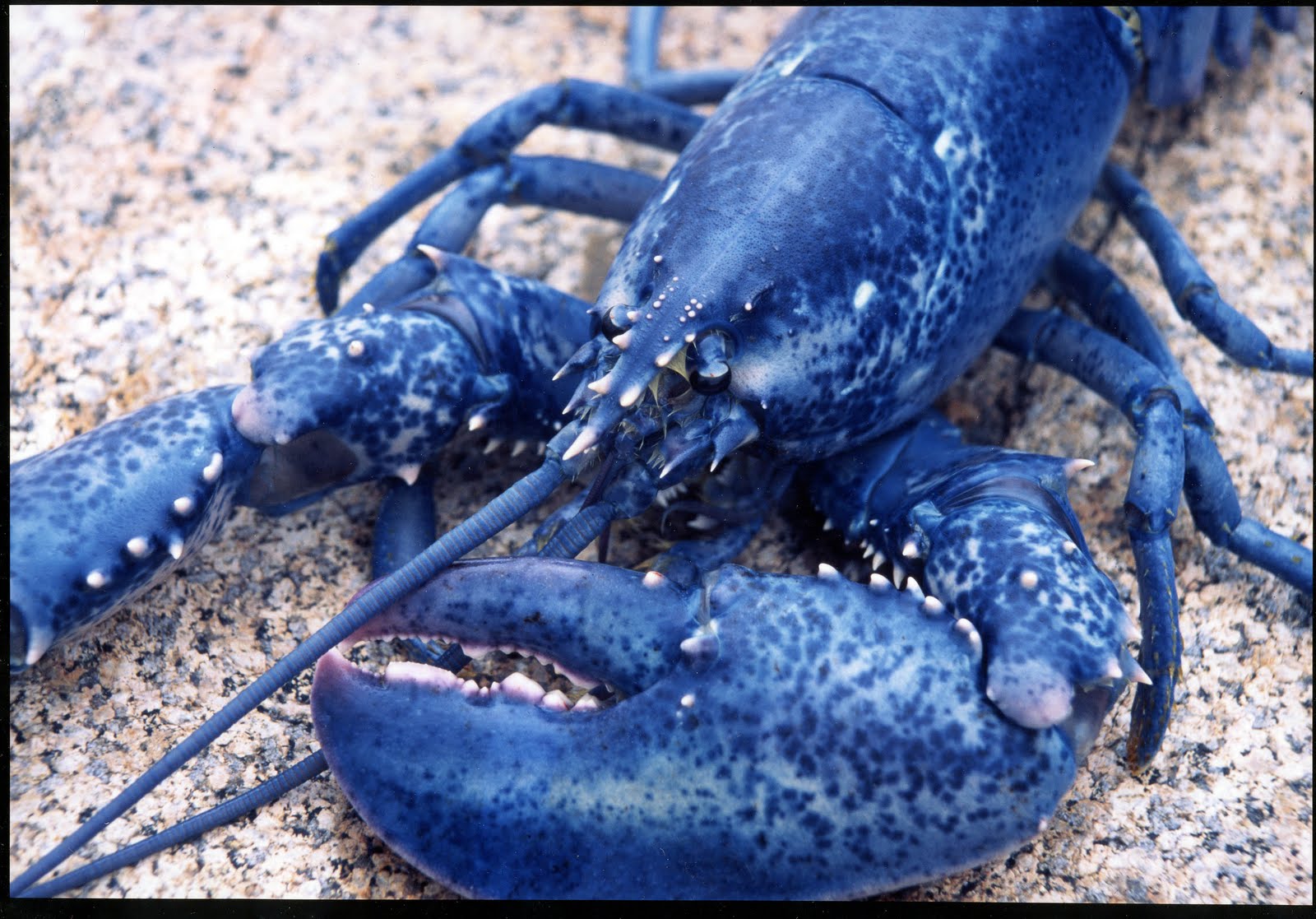 1 dari 5juta lobster terlahir dengan warna BIRU