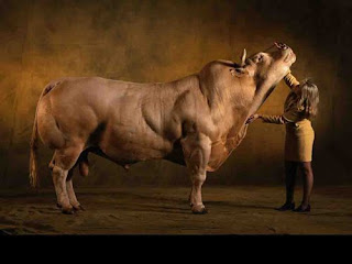 kirim-daging-sapi-dari-ntt-ke-jakarta-rp-3000-kg-dari-australia-hanya-rp-700-kg