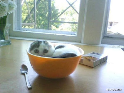 gini nih gan kalau kucing dah tidur, gak peduli dimana gan
