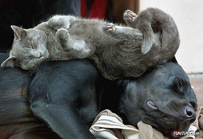 gini nih gan kalau kucing dah tidur, gak peduli dimana gan