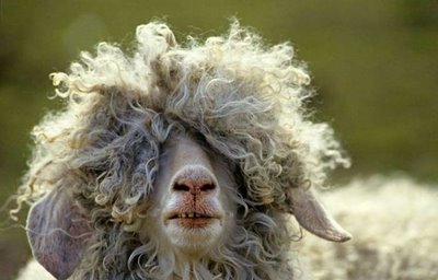 Gaya gaya keren dari si kambing dan domba