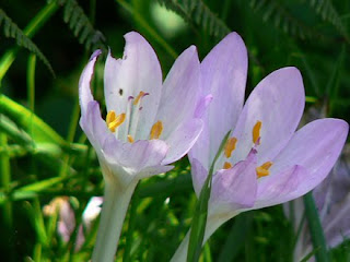 7 Bunga Cantik Tetapi Mematikan