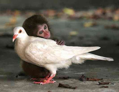 &#91;Pic&#93;Ketika Hewan-hewan Menjalin Persahabatan