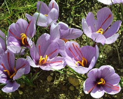 Bunga Safron penghasil rempah termahal di dunia ( Buset dah )