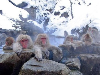 Manusia lagi Spa Itu Udah Biasa Gan, Gimana Kalo Monyet?