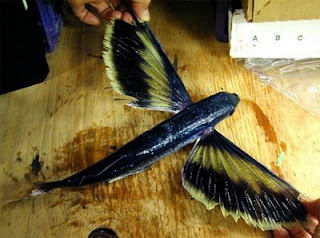 Ikan terbang akan &quot;terbang&quot; dari Indonesia pada 2032