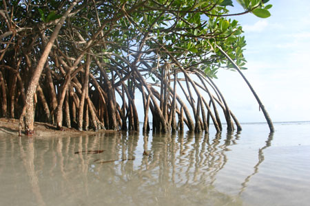 Mangrove - Sang Pahlawan Ekosistem yang Terabaikan