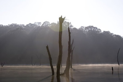 Misteri dan Keindahan 7 Hutan yang Tenggelam