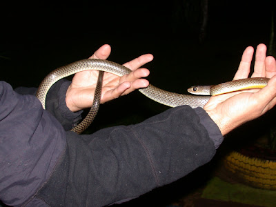 colubrid-lovers-silakan-masuk