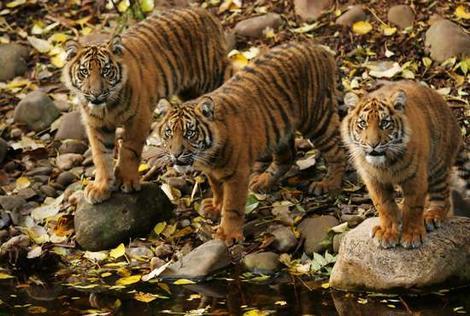 Mengenal Harimau Sumatera,Harimau Terakhir Indonesia !