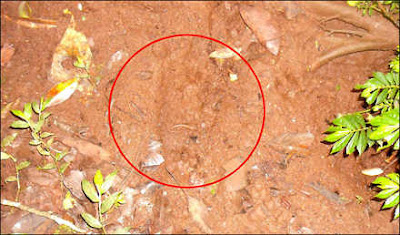 telapak-kaki-anak-kecil-di-dalam-hutan