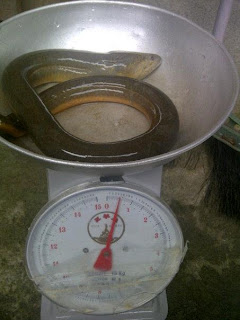 belut-raksasa-morea-dari-ambon-indonesia