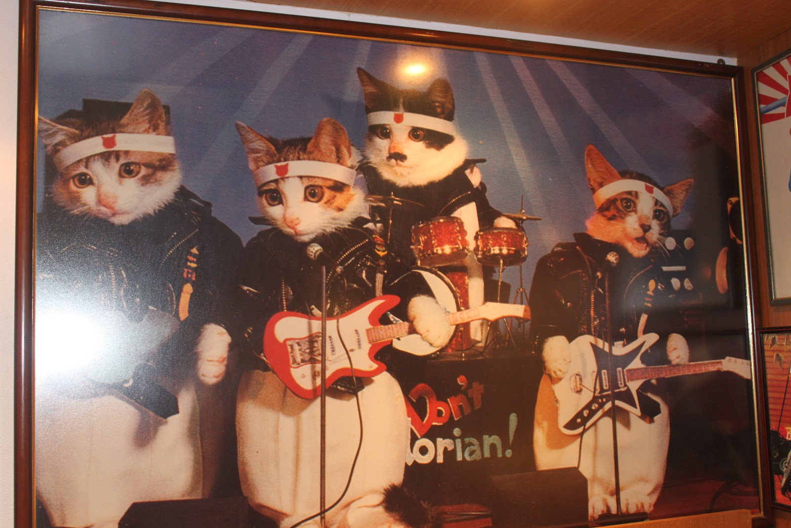kucing punya band