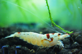 15 Jenis udang hias cantik aquascape yang belum anda ketahui