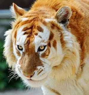 Penampakan Harimau Emas