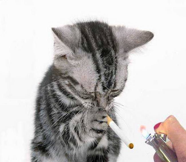 10 Perilaku Kucing yang Jarang di Ketahui Manusia