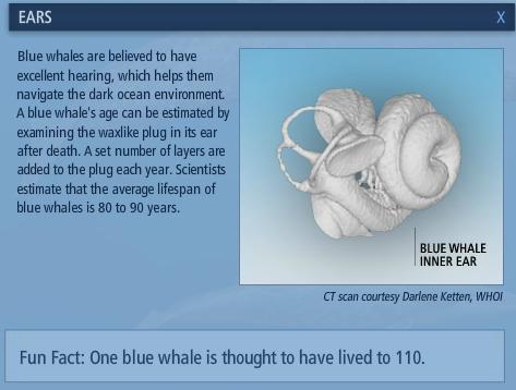 Mengenal Paus Biru (Blue Whale)