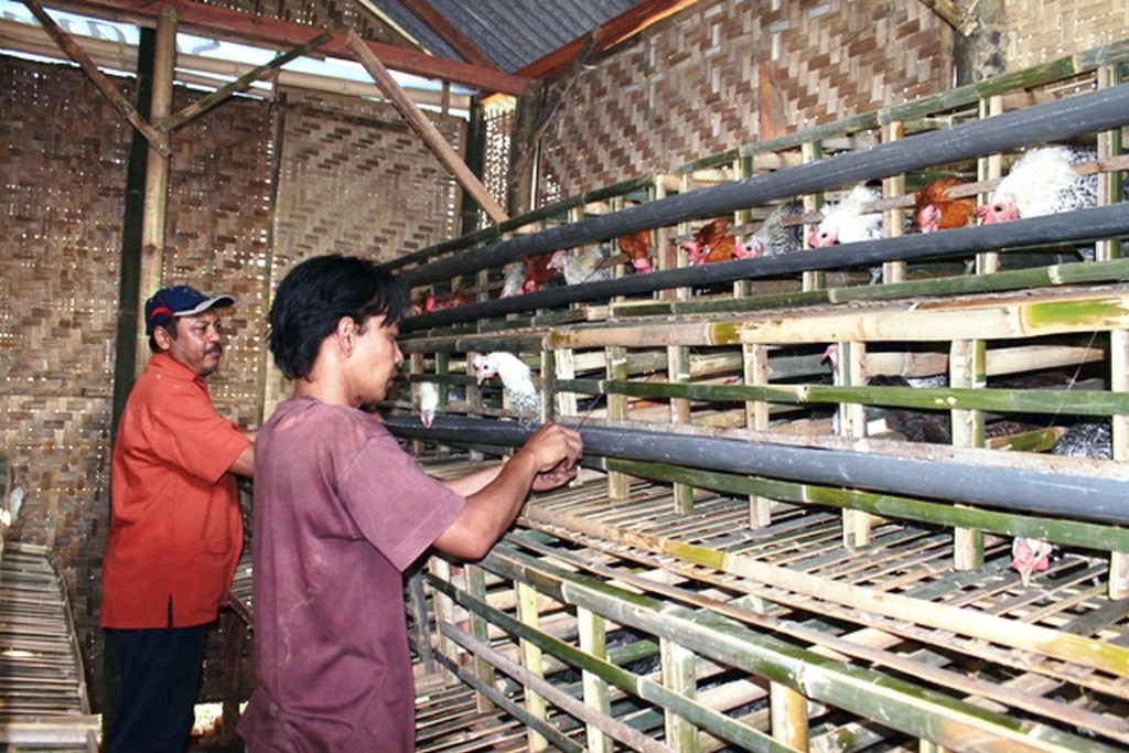 usaha-ayam-petelur-menggiurkan