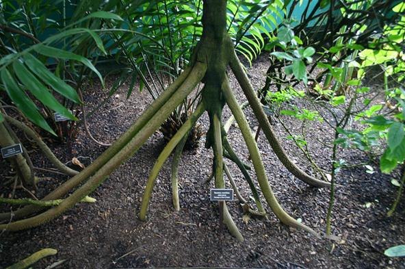 Pohon Paling Misterius di Dunia 