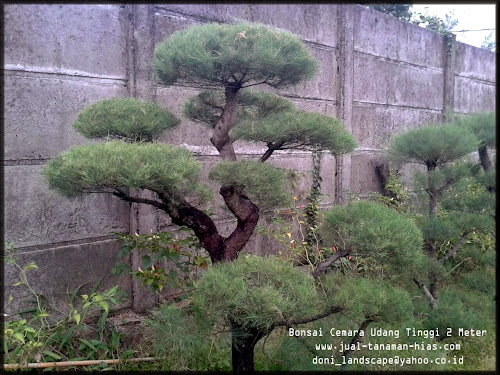 Tanaman Bonsai Cemara Udang - Galeri Tanaman Hias