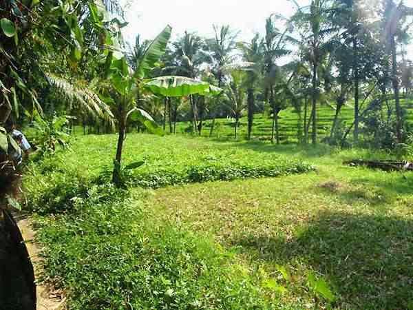 Land For Sale 27 Are Near Ubud, Bali AG505