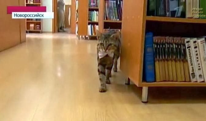 12 Kucing Dengan Profesi Istimewa