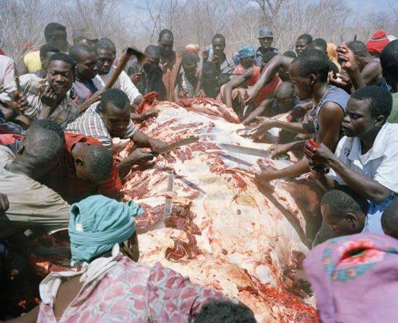 Foto Masyarakat Zimbabwe Jika Menemukan Gajah Mati!!
