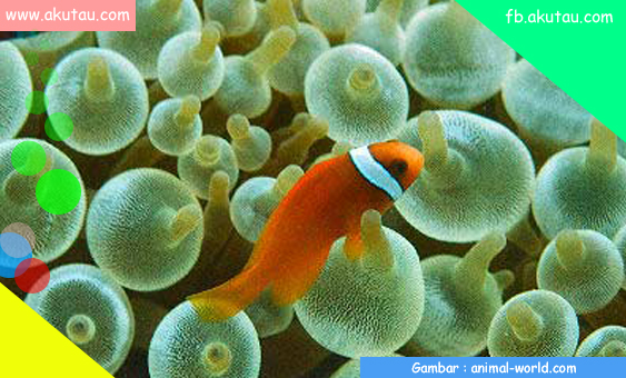 Anemon, si hewan laut yang memiliki sahabat 