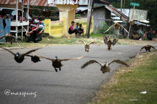 Uniknya Pacu Itik (Duck Race) di Payakumbuh