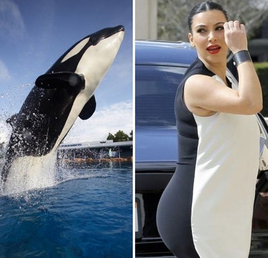 WKWKWKWK ! 20 Foto Hewan Yang Mirib Dengan Bintang Hollywood