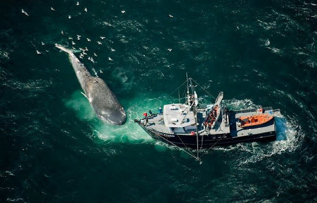 Mengenal Paus Biru (Blue Whale)