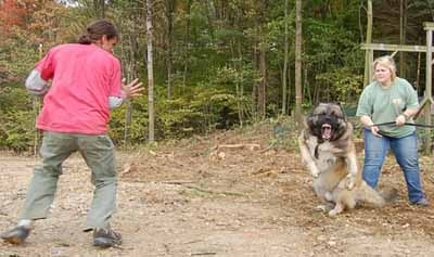 Inilah Anjing Paling Galak di Dunia ! 