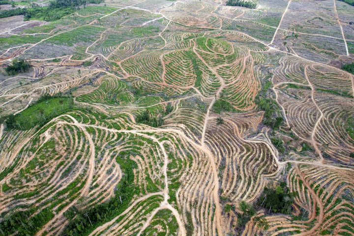 Hutan Indonesia Riwayatmu Kini &#91;MENCENGANGKAN !!!&#93;