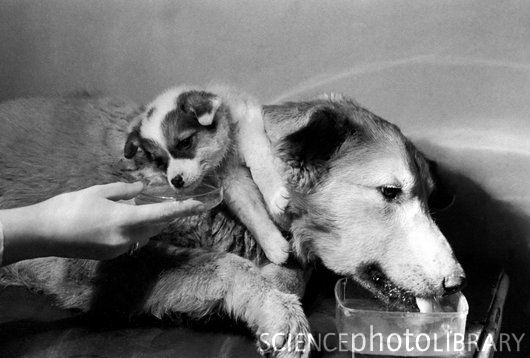 Demikhov: Ilmuwan Soviet yang Mentransplantasi Kepala Anjing