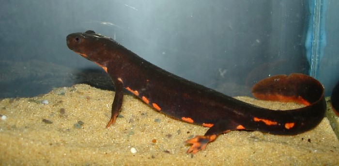 &#91;CAUDATA&#93; Semua tentang Salamander (termasuk Axolotl) dan Kadal Air
